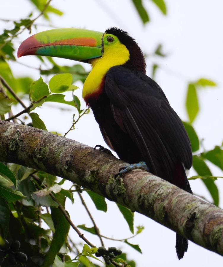 Hotel Roca Negra Del Arenal ラ・フォルトゥナ エクステリア 写真